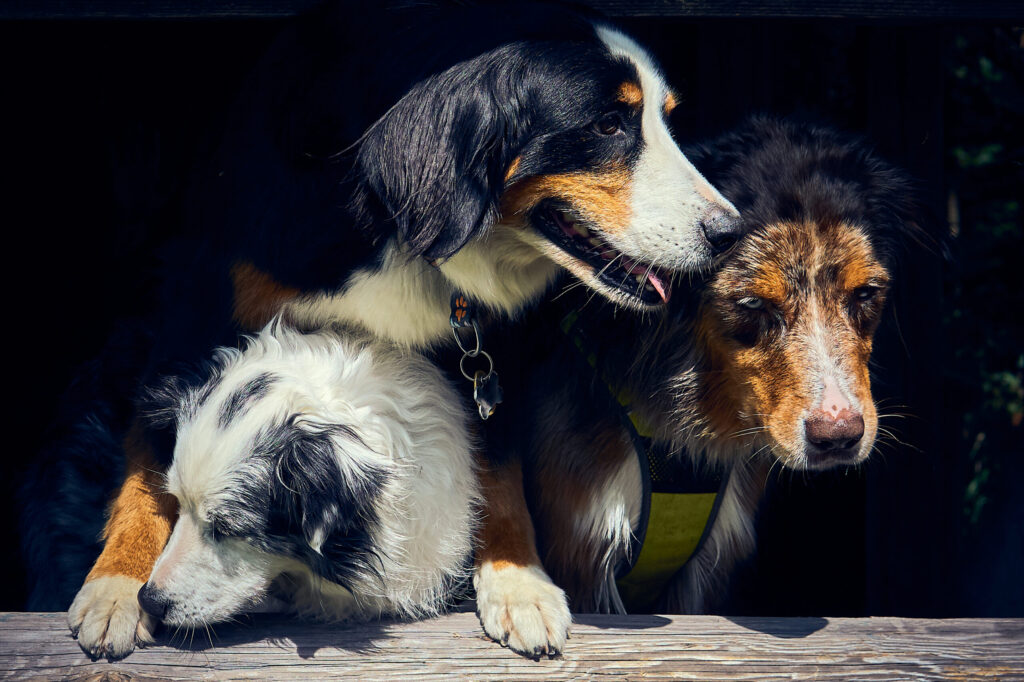 5 Mythen: Hunde Rudeltiere